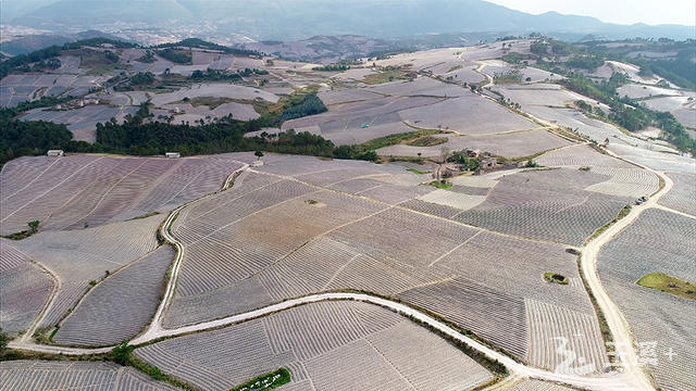 雨來救村大面積種植山地烤煙.jpg