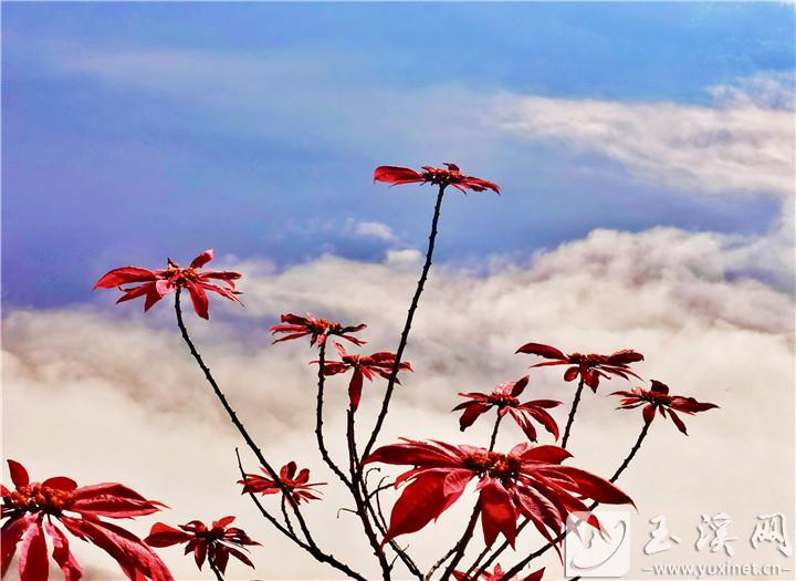 云中“花”開。 施永強(qiáng) 攝