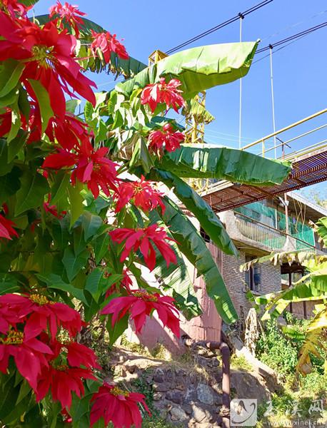 紅花綠葉村居。 施永強(qiáng) 攝