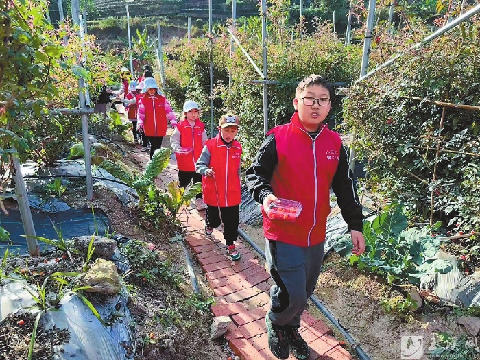 采摘奶油黃泡。