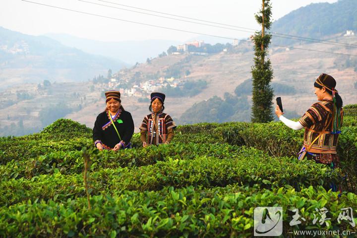 哈尼族婦女在豬街茶園內(nèi)拍照留影。