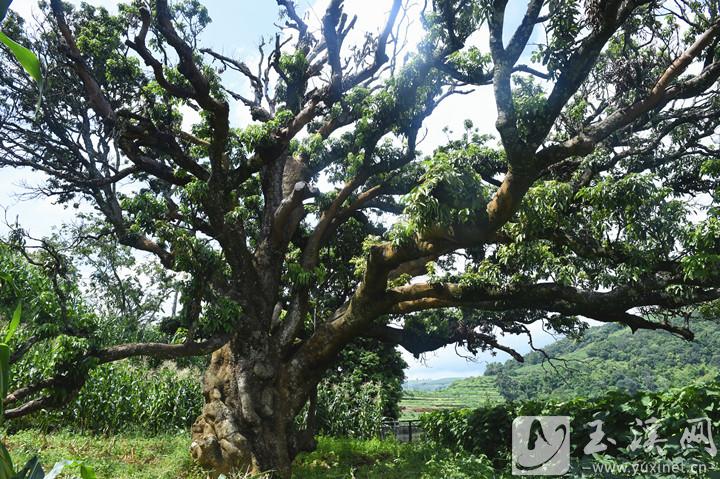 1200多年樹齡的荔枝樹高16.2米。攝于2021年9月5日。