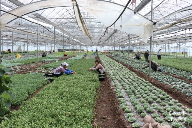 多肉種植基地為村民提供了務(wù)工機(jī)會(huì)。.JPG