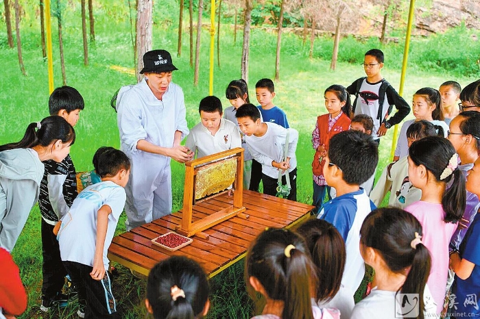觀看工作人員切蜂蜜。