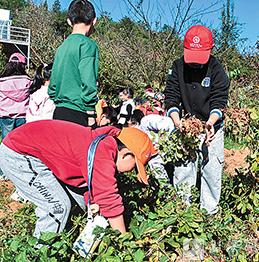 干勁十足拔花生。