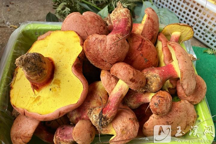 美味牛肝菌。（資料圖）
