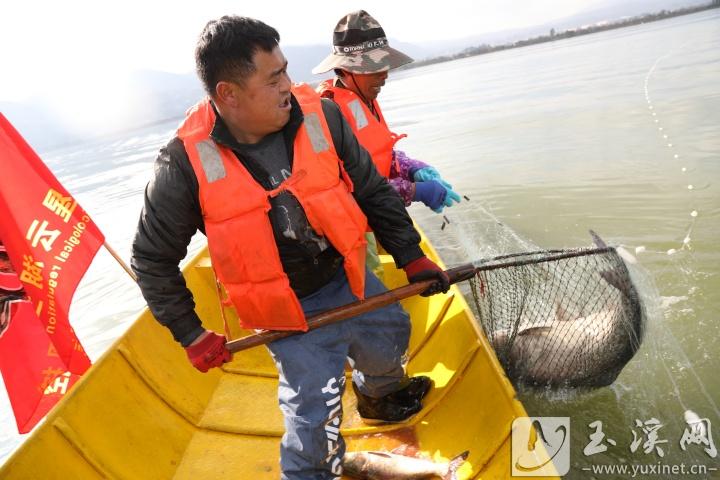入湖捕魚。 記者 沈陽 攝