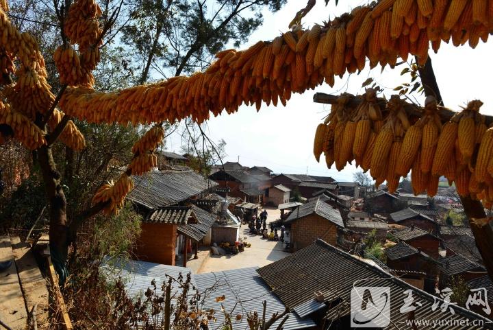 苗寨歲月靜好。通訊員 施永強 攝