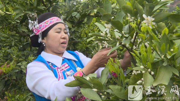 李瓊芬在橘園里勞動時唱五山腔。